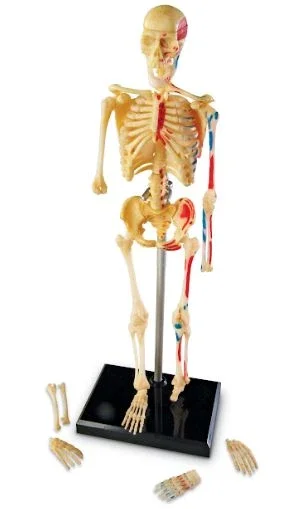 Anatomický model lidské kostry Finální Výprodej